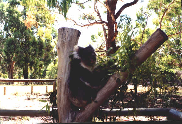 dec1.jpg - 34203 Bytes