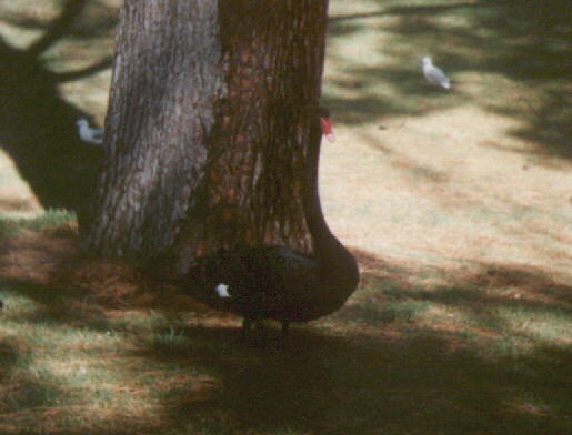 swan.jpg - 30050 Bytes